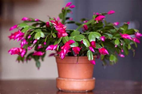 5 Reasons Why Christmas Cactus Blooms Out of Season | AskGardening