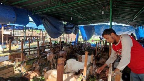 Penjualan Hewan Kurban Kambing Laris Manis Di Tengah Wabah Pmk