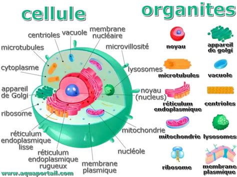 Organite D Finition Types Terminologie Et Plus