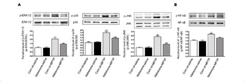 Idebenone Inhibited The Mptp Induced Activation Of Mapks And Nf B In