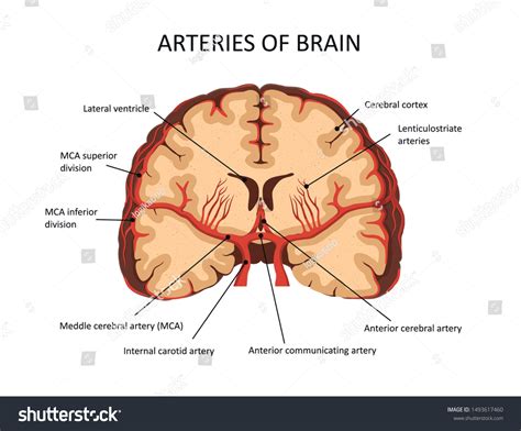 Middle Cerebral Artery Arteries Brain 스톡 벡터(로열티 프리) 1493617460 ...