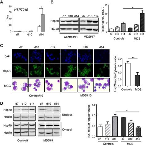 Defective Nuclear Localization Of Hsp70 In MDS Erythroblasts A