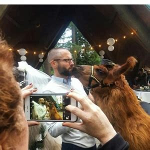 Wedding Llamas Can Turn An Ordinary Wedding Into A Llama Wedding