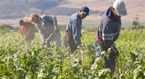 Caporalato Da Nord A Sud Le Localit Dove Lo Sfruttamento