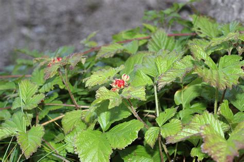 Kupina Kamenjarka Rubus Saxatilis Plantea