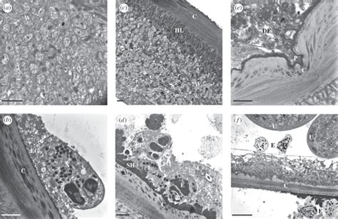 Ultrastructure Of O Ochengi Onchocercomata At 12 Weeks A Hypodermis