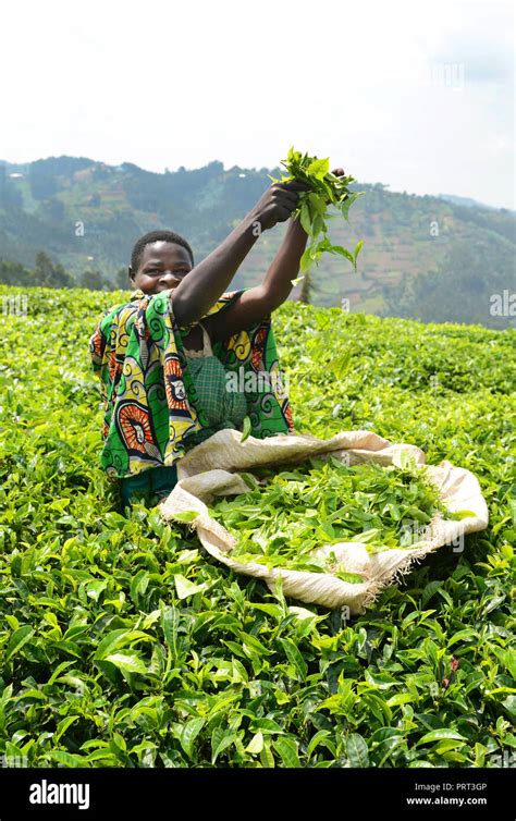 Tea plantations in north western Rwanda Stock Photo - Alamy