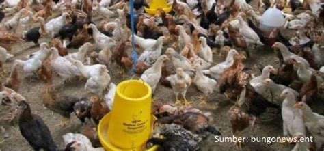 Memelihara Ayam Kampung Dengan Bahan Pakan Alternatif Pt Medion