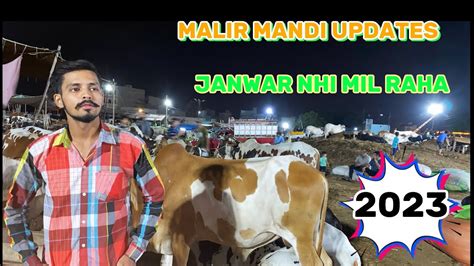 Malir Cow Mandi 2023 Price Update Malir Mandi Karachi YouTube