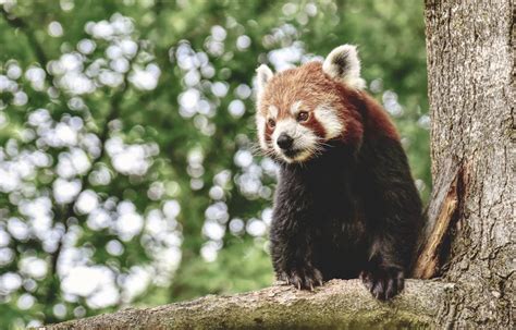 Red Panda on Bamboo Tree Branc · Free Stock Photo