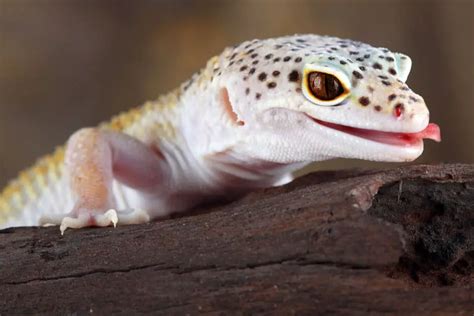 Leopard Gecko Mouth Rot Causes Symptoms And Treatments Gecko Advice