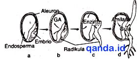 perhatikan gambar perkecambahan  biji jagung berikut jelaskan
