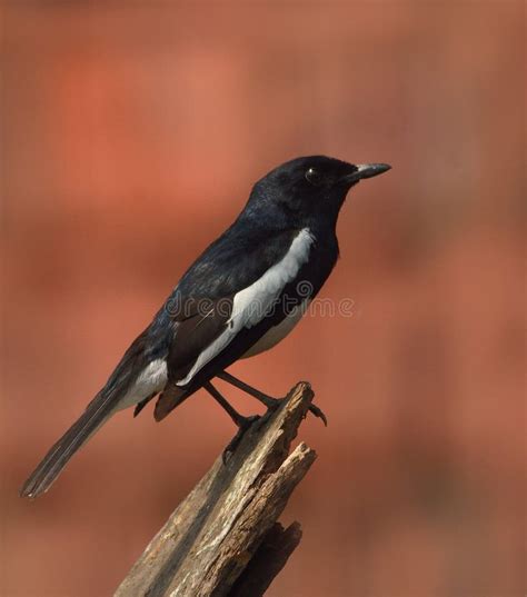 Oriental Magpie Bird in Habitat . Stock Photo - Image of greb, flock ...