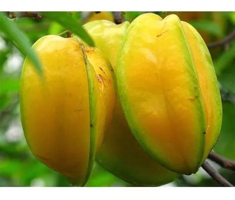 Sementes De Carambola Gigante Para Mudas Fruta Rara Mercadolivre