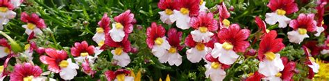 Nemesia Flower Growing Guides, Tips, and Information