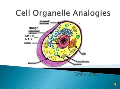 Cell Organelle Analogies