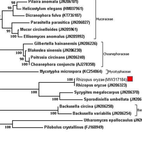 The Phylogenetic Tree Of Isolates Of Rhizopus Oryzae Based On Its