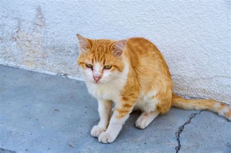 Un Gato Rojo Y Blanco Que Vive En La Calle Cerca Imagen De Archivo