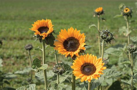 Growing Sunflowers How To Plant Grow And Take Care Of Sunflowers Homesteading Alliance