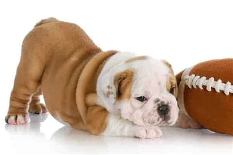 Vitamin E For Dogs and the Secret Benefits - Bullyade.com