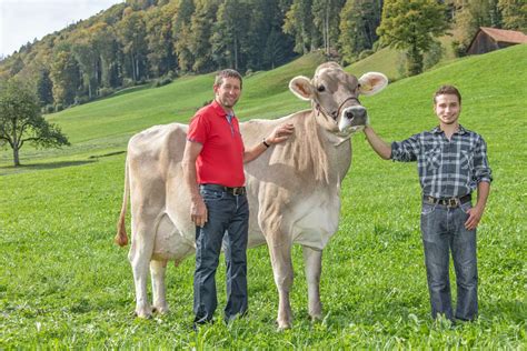 Kg K He Aus Der Zentralschweiz Vieh Aus Der Zentralschweiz