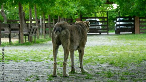 Foto De Nagazi Is A Georgian Shepherd Dog One Of The Oldest Authentic