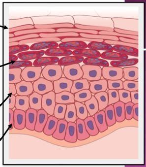 unit  integumentary system flashcards quizlet