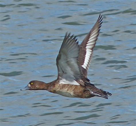 Greater Scaup, female in flight | Geese, Swans, Ducks (Family Anatidae ...