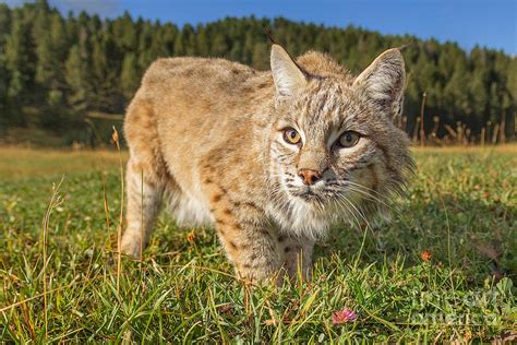 Bobcat On The Prowl Photograph By Jerry Fornarotto