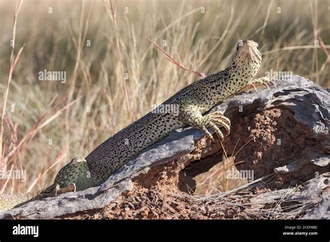 Goulds Monitor Lizard Varanus Gouldii Hi Res Stock Photography And