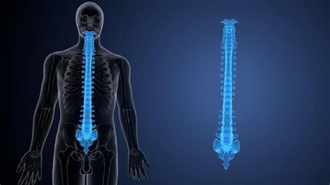 Premium Photo | Human skeleton spine anatomy 3d illustration