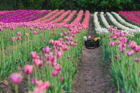 Tulip Field Photography – Taku Kumabe Photography and Design