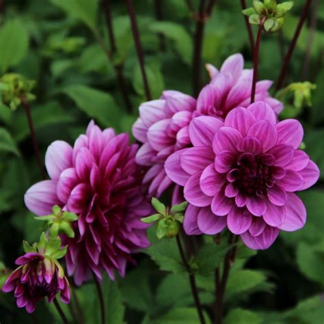 Dahlia Blue Bell