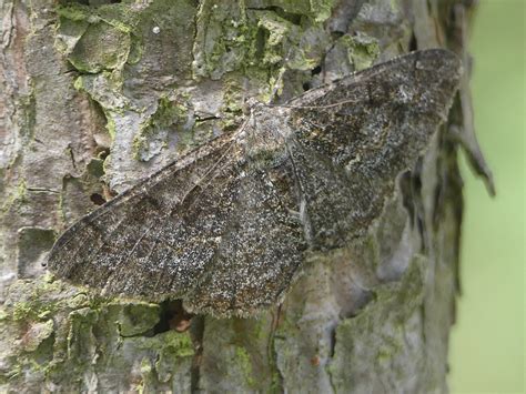 Aschgrauer Rindenspanner Hypomecis Punctinalis Aschgraue Flickr