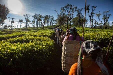 Clipper Tea Archives - Tea & Coffee Trade Journal