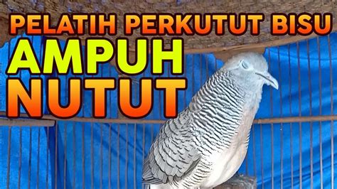 Perkutut Lokal Gacor Hitungan Detik Bikin Nyaut SEMUA PERKUTUT PASTI