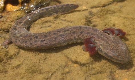 All squeak, no bite: The common mudpuppy - The Lilly Center