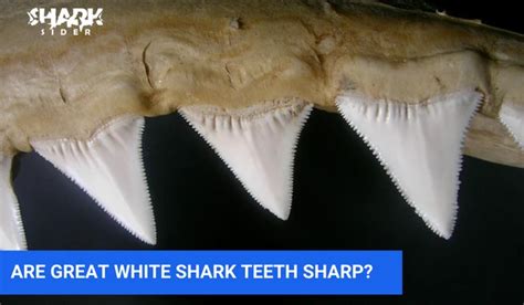 How Many Teeth Does a Great White Shark Have? | Shark Sider