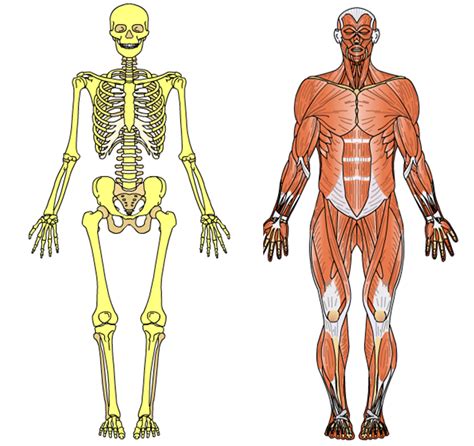 Somos Del Octavio El Esqueleto Y El Sistema Muscular