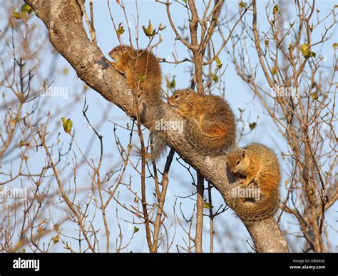 Squirrel Up In Tree Hi Res Stock Photography And Images Alamy