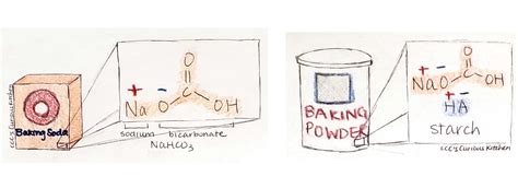 Leavening In The Kitchen Baking Soda And Baking Powder Cccs Curious