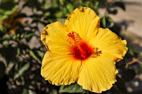 growing hibiscus in Florida - Rockledge Gardens