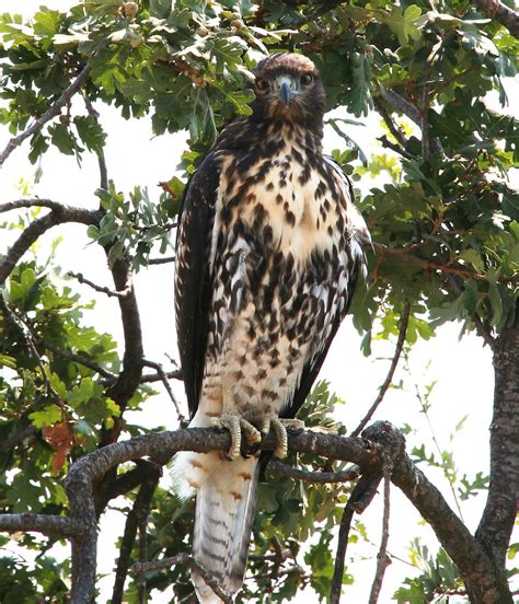 Juvenile Red Tailed Hawk Juvenile Red Tailed Hawk Buteo J Flickr