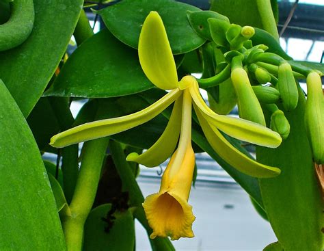 Budidaya Tanaman Vanili Vanilla Planifolia Andrews Ruang Pertanian