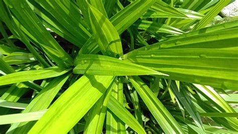 Daun Pandan Khasiat Kesihatan Kegunaan Dalam Masakan