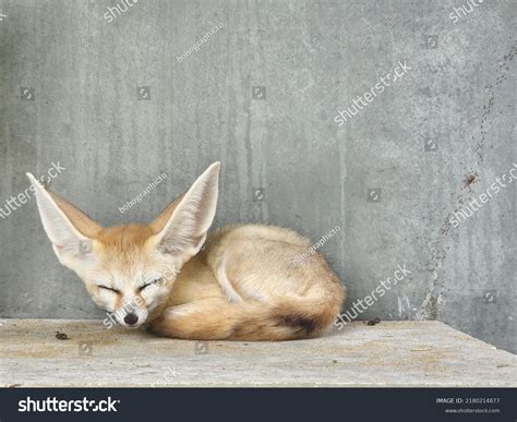 Fennec Fox Sleeping