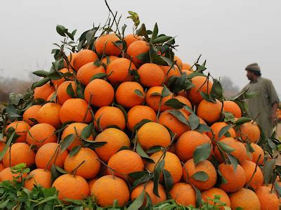 Oranges Of Pakistan