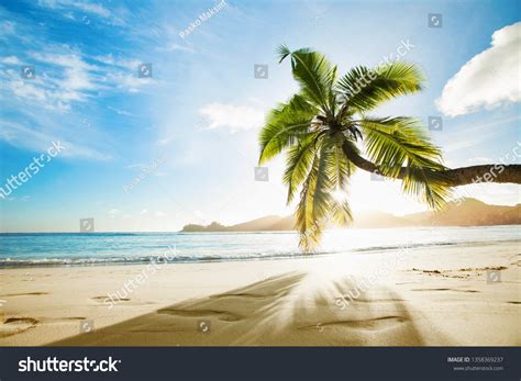 Tropical Palm Tree Sunshine Paradise Island Stock Photo 1358369237