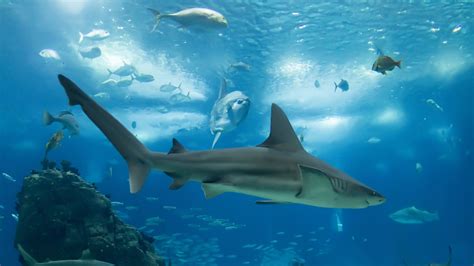 Schooling Of Fishes Sharks Coral Reef Ocean Underwater 4k Hd Shark