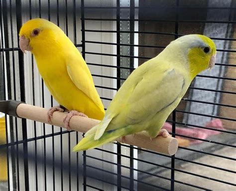 Parrotlets, breeding pair. – Online Bird Auctions